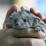 Аватара пользователя