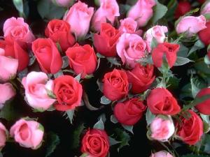 roses1[1].jpg
