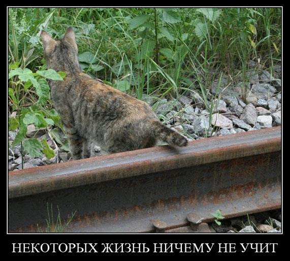 cat-on-rail.jpg