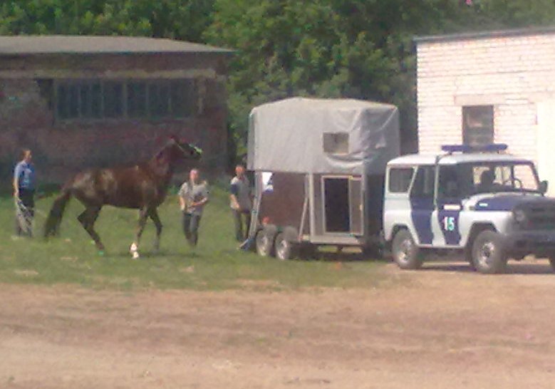 Зомби. Как коня назвали, так он себя и ведет!